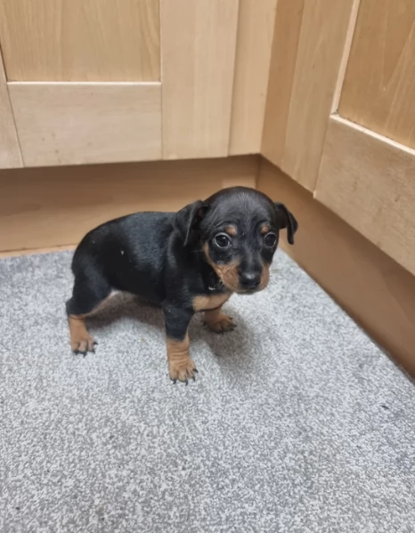 Bellissimi Cuccioli di Pinscher in adozione | Foto 1