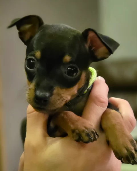 Bellissimi Cuccioli di Pinscher in adozione | Foto 1