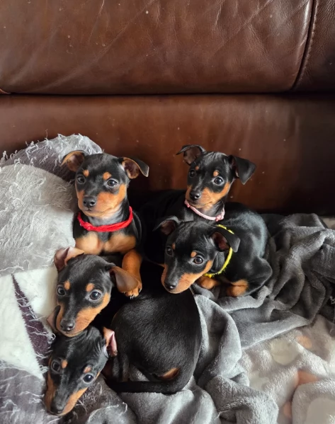 Bellissimi Cuccioli di Pinscher in adozione