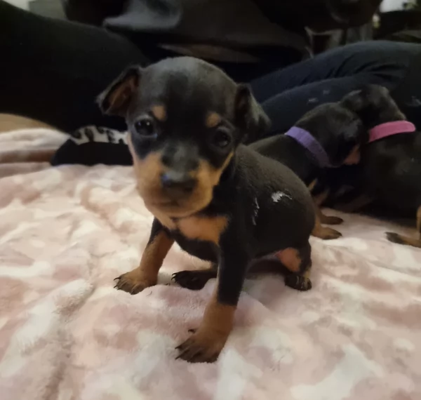 Bellissimi Cuccioli di Pinscher in adozione | Foto 3