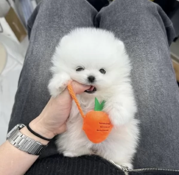 stupendi pomerania di razza pura taglia piccola per adozione | Foto 4