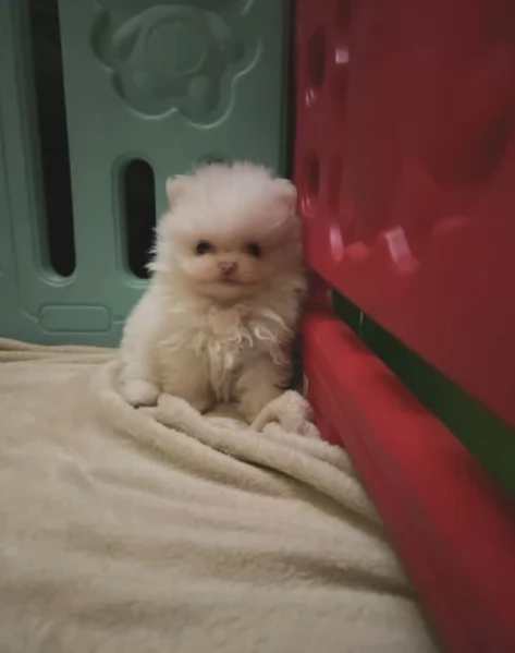 stupendi pomerania di razza pura taglia piccola per adozione | Foto 4