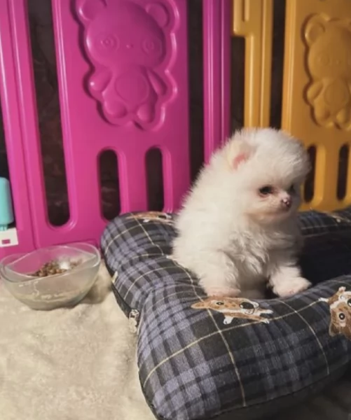 stupendi pomerania di razza pura taglia piccola per adozione | Foto 2