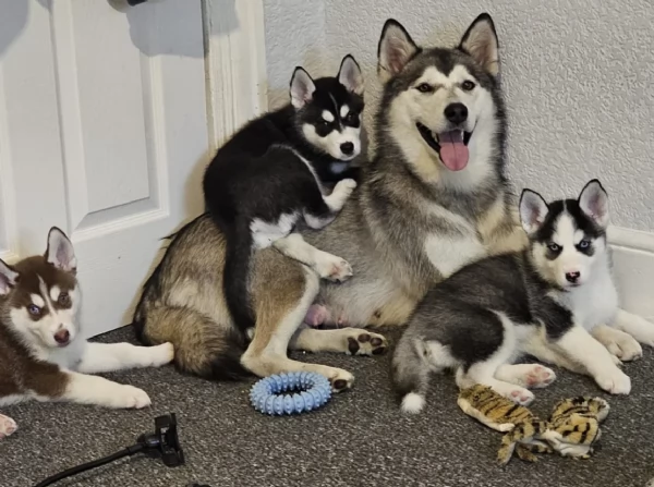 stupendi HUSKY di razza pura taglia MEDIA per adozione | Foto 0