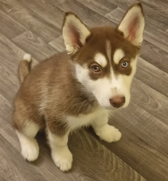 stupendi HUSKY di razza pura taglia MEDIA per adozione