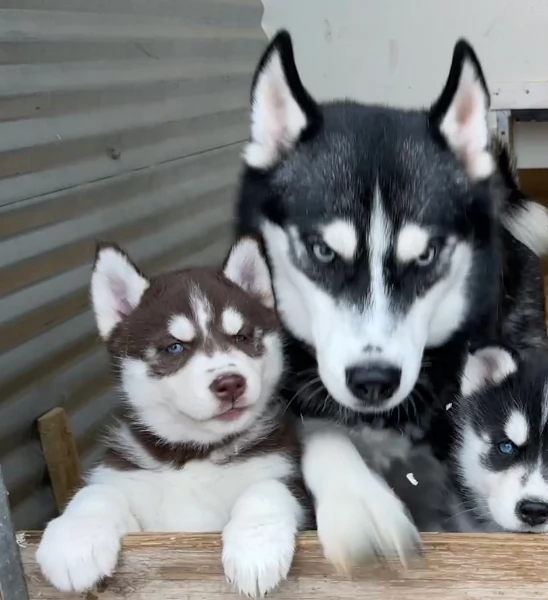stupendi HUSKY di razza pura taglia MEDIA per adozione | Foto 0