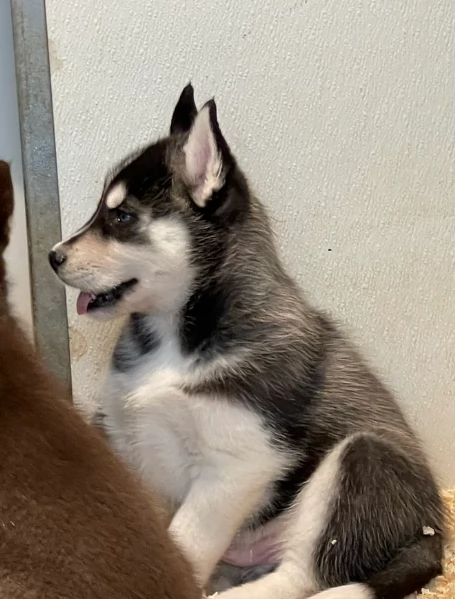 stupendi HUSKY di razza pura taglia MEDIA per adozione | Foto 6
