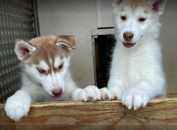stupendi HUSKY di razza pura taglia MEDIA per adozione | Foto 5