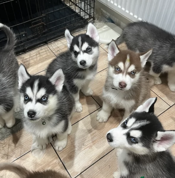 stupendi HUSKY di razza pura taglia MEDIA per adozione
