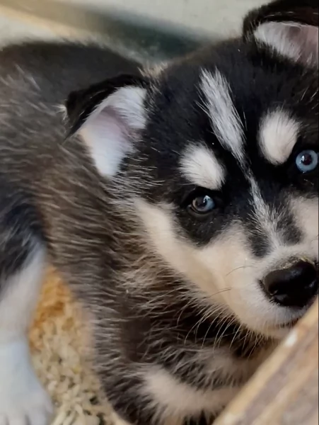 stupendi HUSKY di razza pura taglia MEDIA per adozione