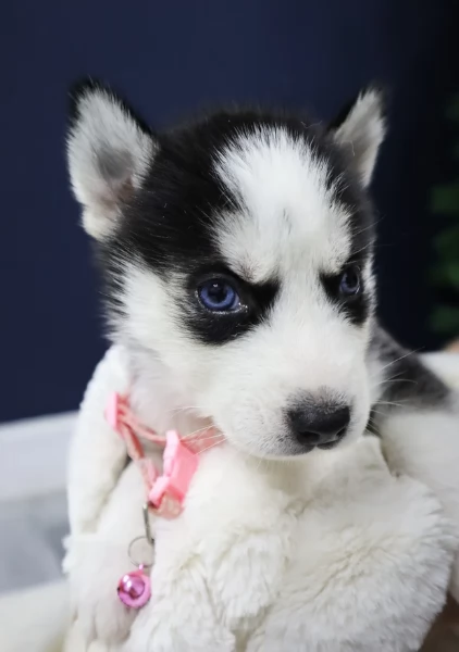 stupendi HUSKY di razza pura taglia MEDIA per adozione | Foto 2