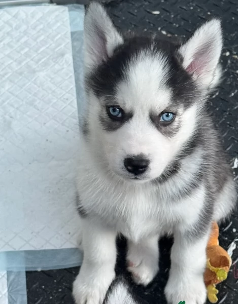 stupendi HUSKY di razza pura taglia MEDIA per adozione | Foto 3