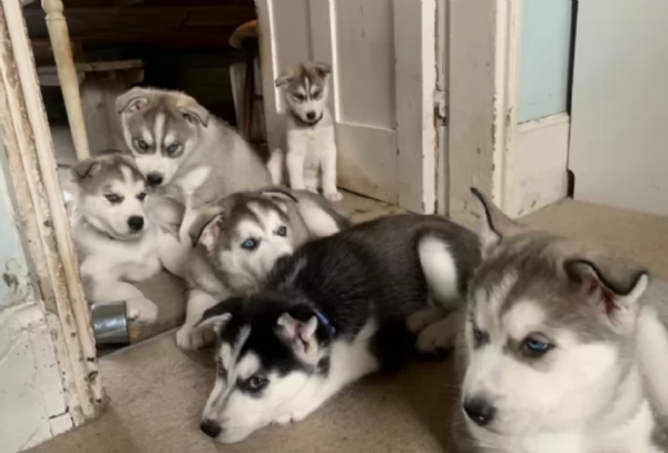 stupendi HUSKY di razza pura taglia MEDIA per adozione | Foto 2