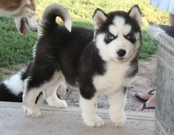 stupendi HUSKY di razza pura taglia MEDIA per adozione | Foto 3