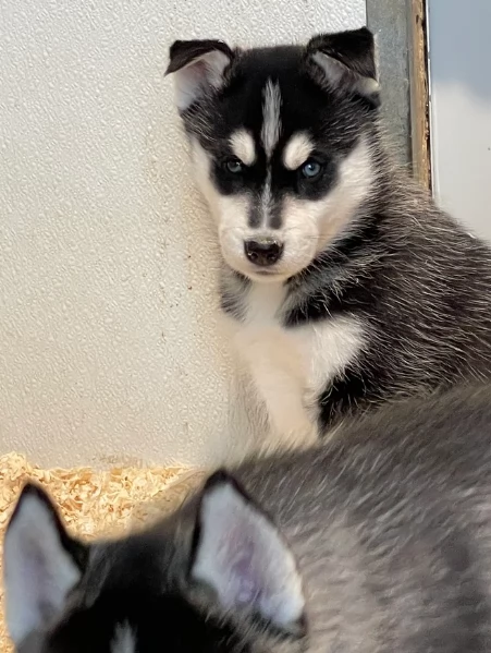 stupendi HUSKY di razza pura taglia MEDIA per adozione | Foto 0