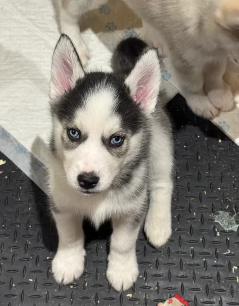 stupendi HUSKY di razza pura taglia MEDIA per adozione | Foto 4