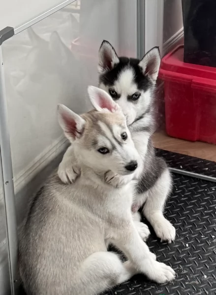 stupendi HUSKY di razza pura taglia MEDIA per adozione | Foto 0