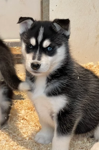 stupendi HUSKY di razza pura taglia MEDIA per adozione