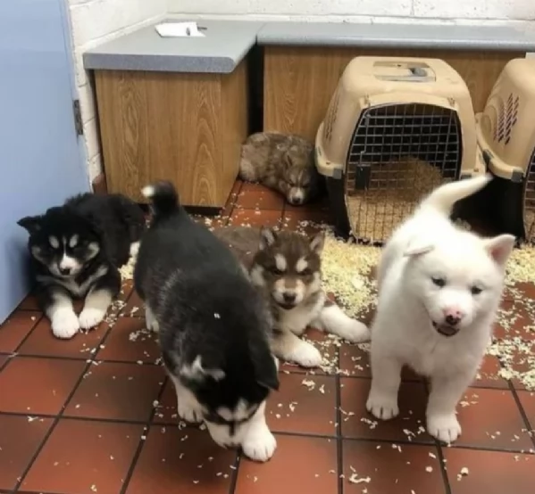 stupendi HUSKY di razza pura taglia MEDIA per adozione | Foto 0
