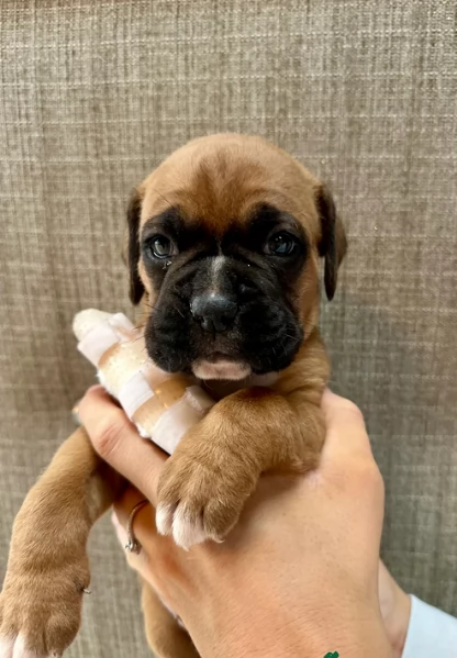 meravigliosi Boxer di razza pura taglia MEDIA per adozione | Foto 1