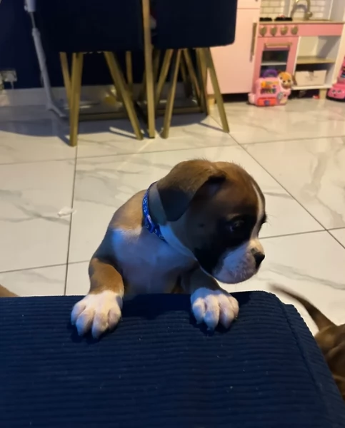 meravigliosi Boxer di razza pura taglia MEDIA per adozione | Foto 0