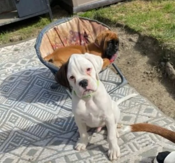 meravigliosi Boxer di razza pura taglia MEDIA per adozione