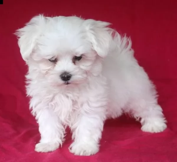 meravigliosi maltese di razza pura taglia piccola per adozione | Foto 3