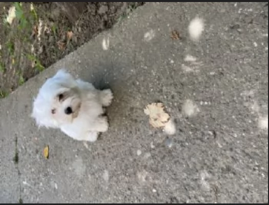 meravigliosi maltese di razza pura taglia piccola per adozione