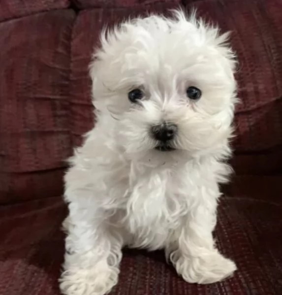 meravigliosi maltese di razza pura taglia piccola per adozione | Foto 1