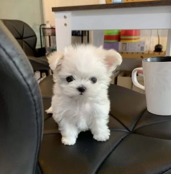 meravigliosi maltese di razza pura taglia piccola per adozione | Foto 0