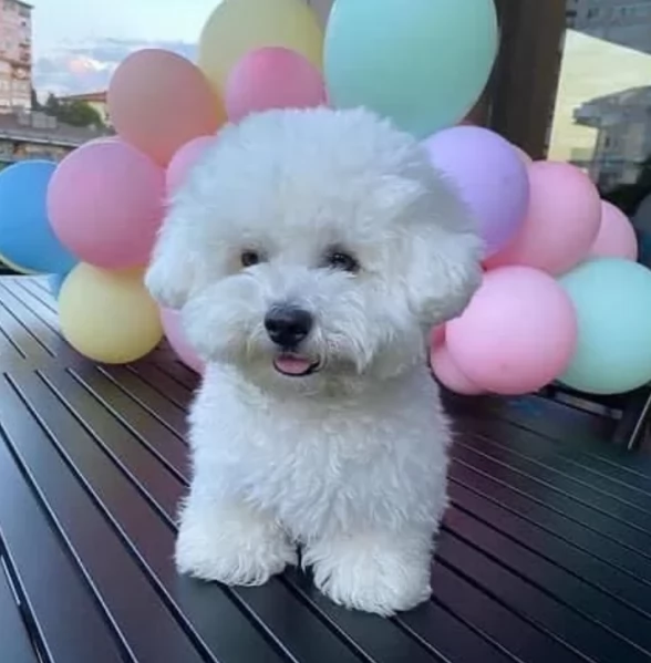 meravigliosi maltese di razza pura taglia piccola per adozione | Foto 2