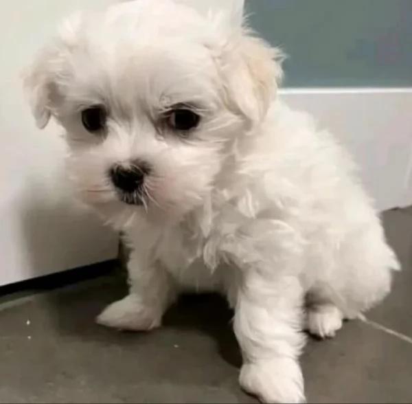 meravigliosi maltese di razza pura taglia piccola per adozione | Foto 2