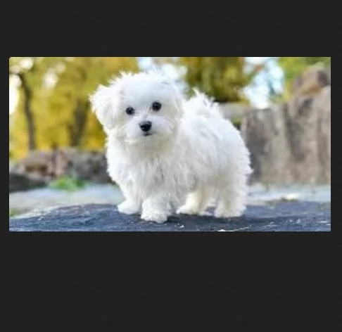 meravigliosi maltese di razza pura taglia piccola per adozione | Foto 0