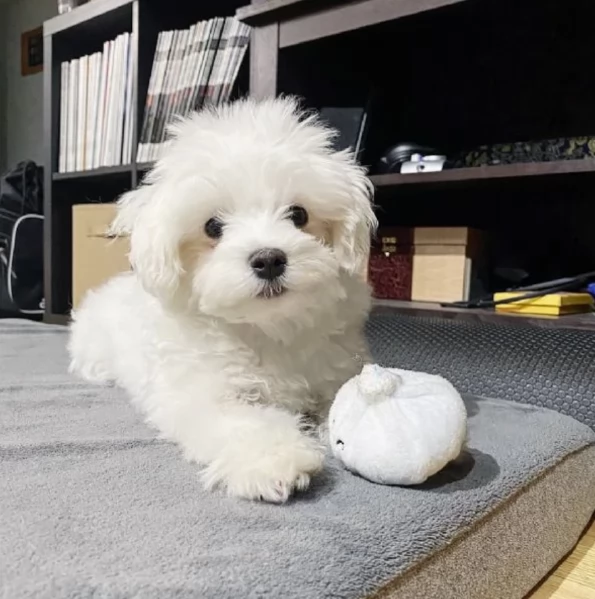 meravigliosi maltese di razza pura taglia piccola per adozione | Foto 3