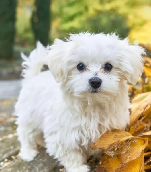 meravigliosi maltese di razza pura taglia piccola per adozione | Foto 2
