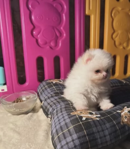 bellissimi cuccioli pomerania taglia piccola per adozione | Foto 3