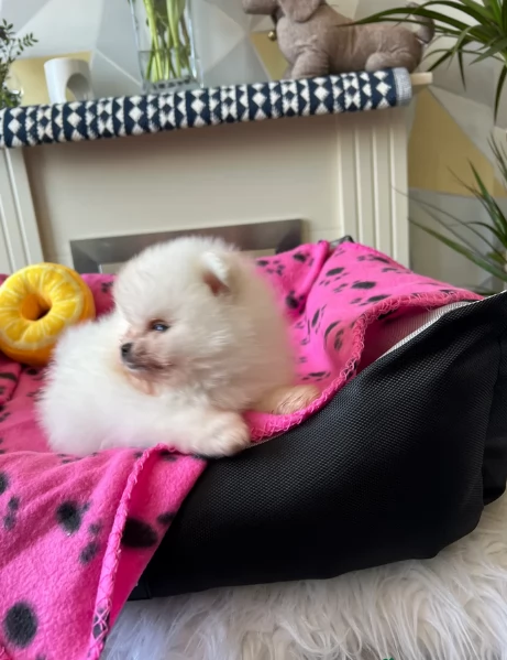 bellissimi cuccioli pomerania taglia piccola per adozione | Foto 6