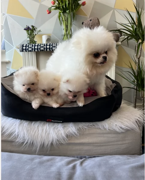 bellissimi cuccioli pomerania taglia piccola per adozione