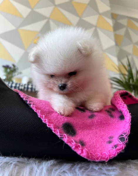 bellissimi cuccioli pomerania taglia piccola per adozione | Foto 2