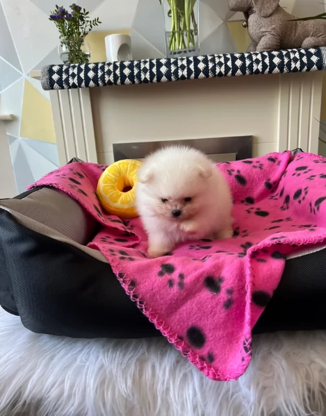 bellissimi cuccioli pomerania taglia piccola per adozione | Foto 1