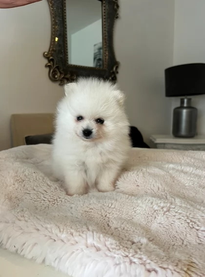 bellissimi cuccioli pomerania taglia piccola per adozione | Foto 6