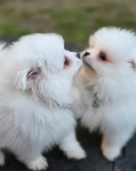 bellissimi cuccioli pomerania taglia piccola per adozione