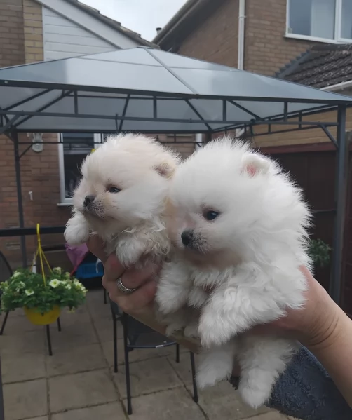bellissimi cuccioli pomerania taglia piccola per adozione