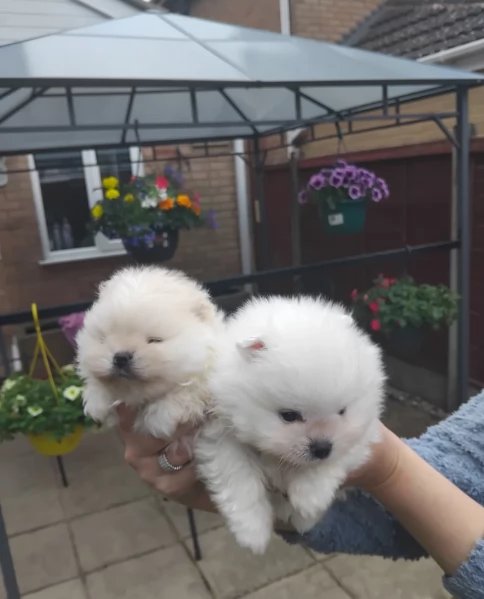 bellissimi cuccioli pomerania taglia piccola per adozione | Foto 0