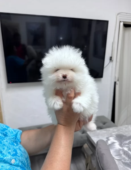 bellissimi cuccioli pomerania taglia piccola per adozione | Foto 6
