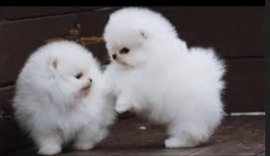 bellissimi cuccioli pomerania taglia piccola per adozione
