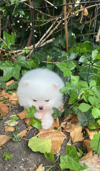 bellissimi cuccioli pomerania taglia piccola per adozione | Foto 6