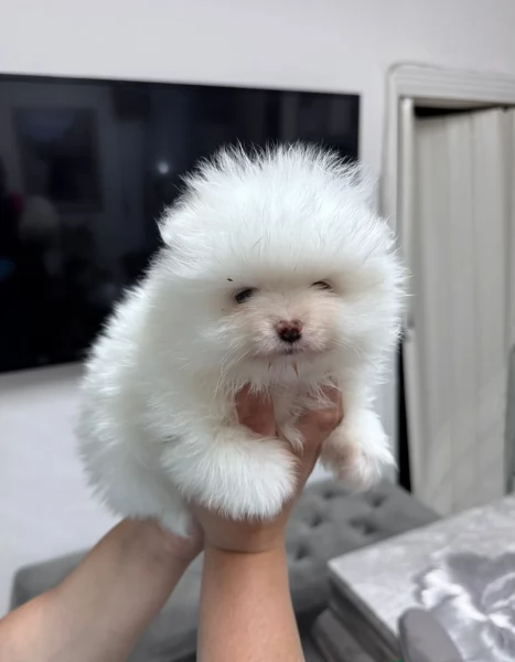 bellissimi cuccioli pomerania taglia piccola per adozione | Foto 1
