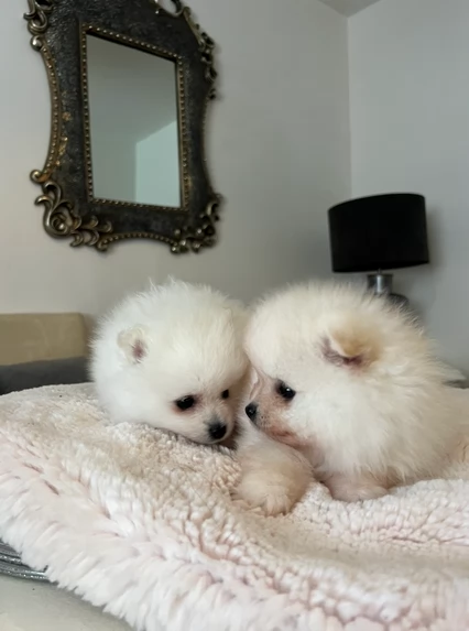 bellissimi cuccioli pomerania taglia piccola per adozione | Foto 4