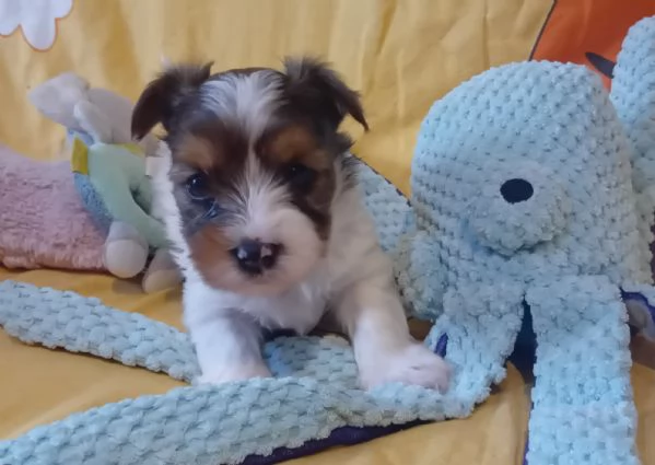 Yorkshire biewer terrier